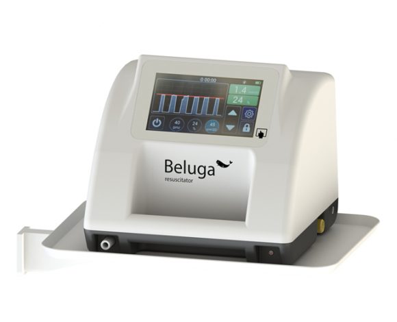 beluga-08